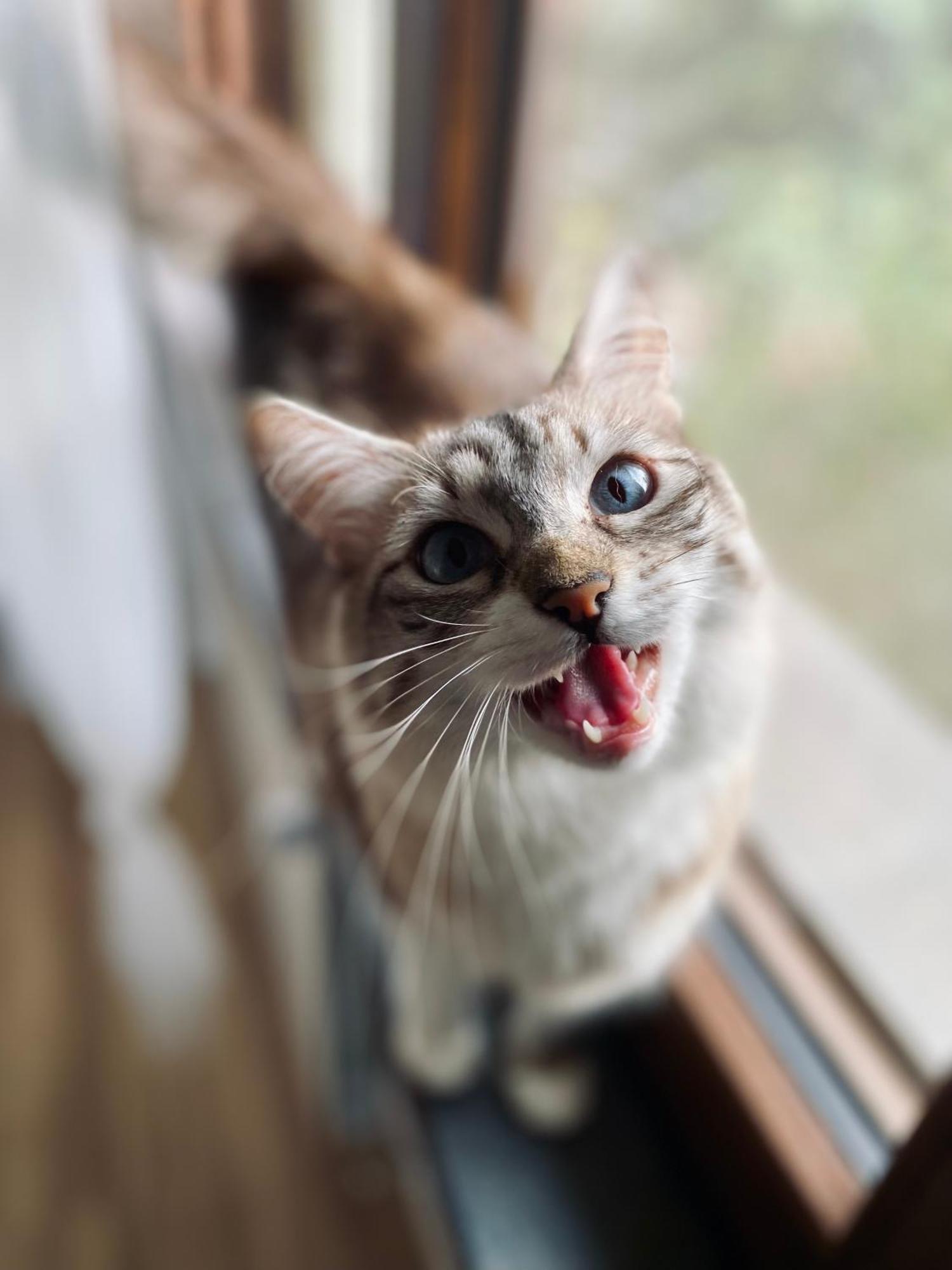 밀라노 The Luxory Cat B&B 외부 사진